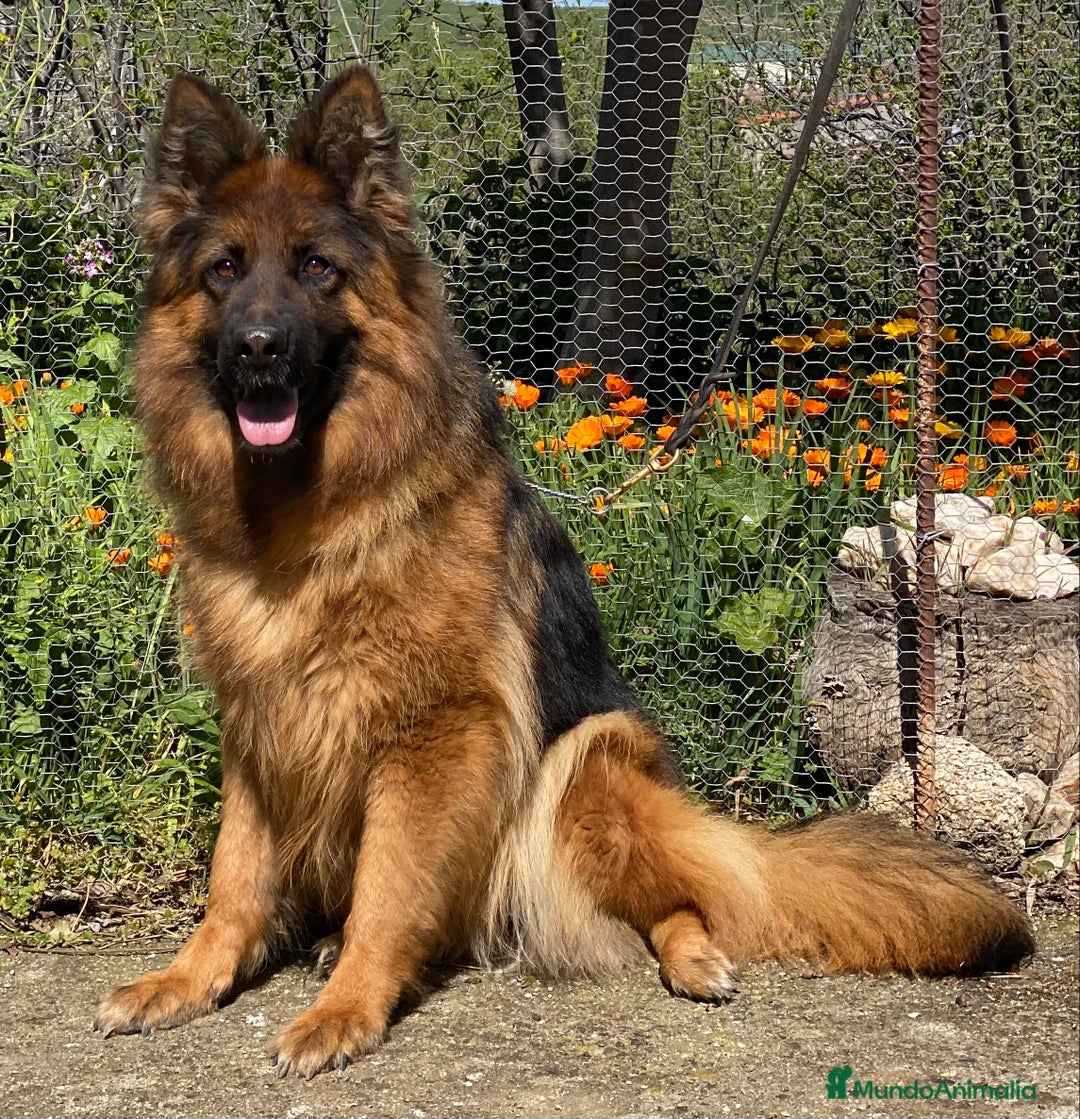 Pastor Alemán perros en venta: Cachorros de pastor alemán  en Salamanca - Imagen 16