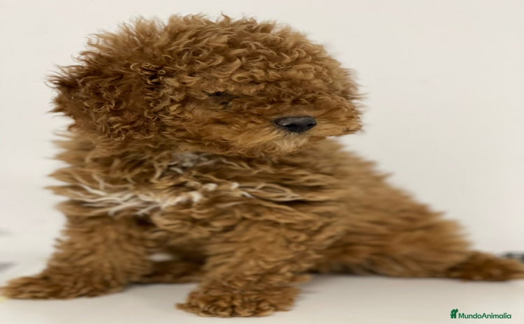 Caniche Enano perros - Propaganda 3