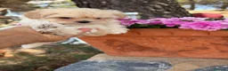 Maltipoo perros en venta: Maltipoo mini toy disponible  - Anuncio 3