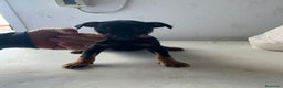 Pinscher Miniatura perros en venta: Mini pincher - Anuncio 1