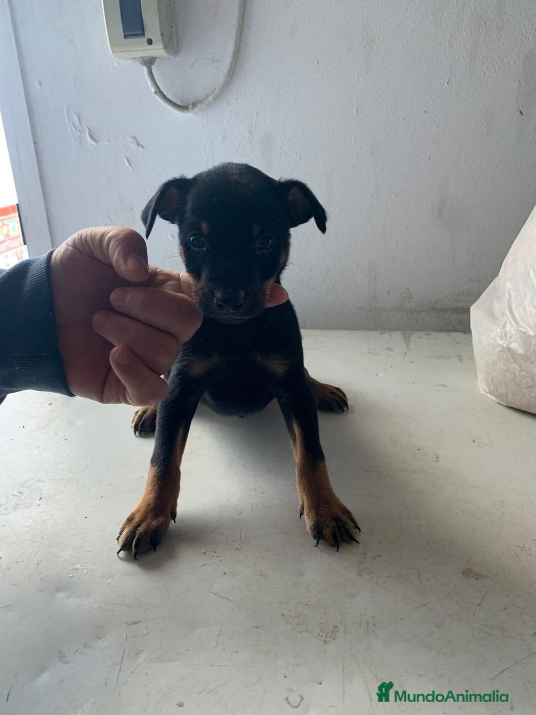 Pinscher Miniatura perros en venta: Mini pincher - Anuncio 1