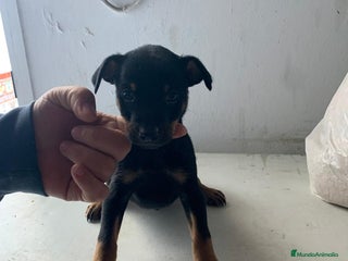 Pinscher Miniatura perros Mini pincher - Anuncio 1