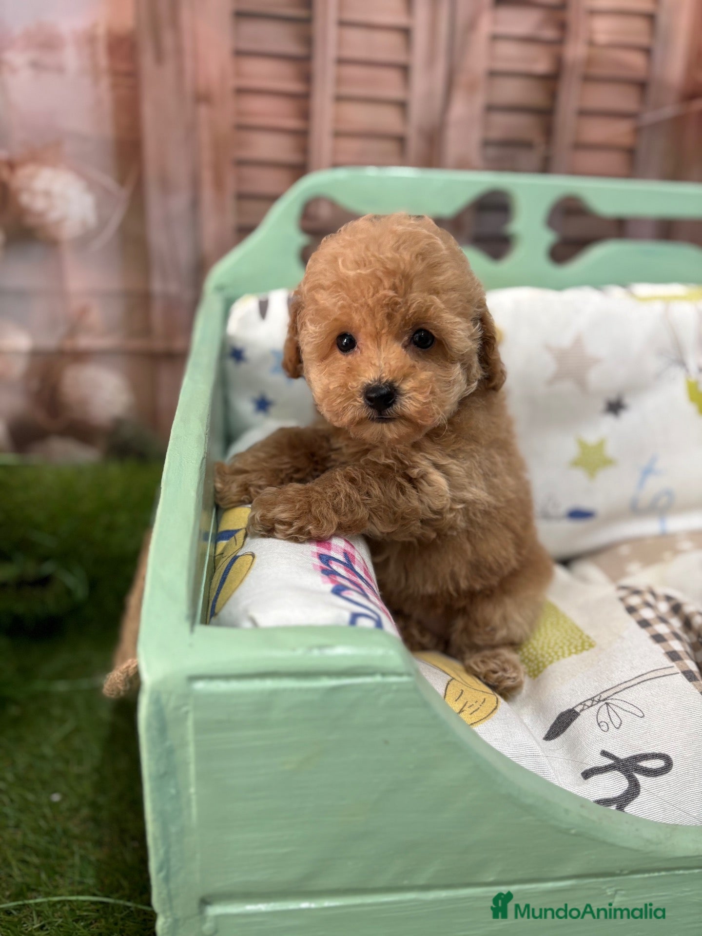 Caniche Toy perros Caniche Toy Hembra fotos reales !!! - Anuncio 2