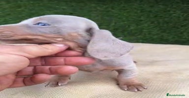 Teckel Miniatura perros Teckels Mini Isabello - Anuncio 4