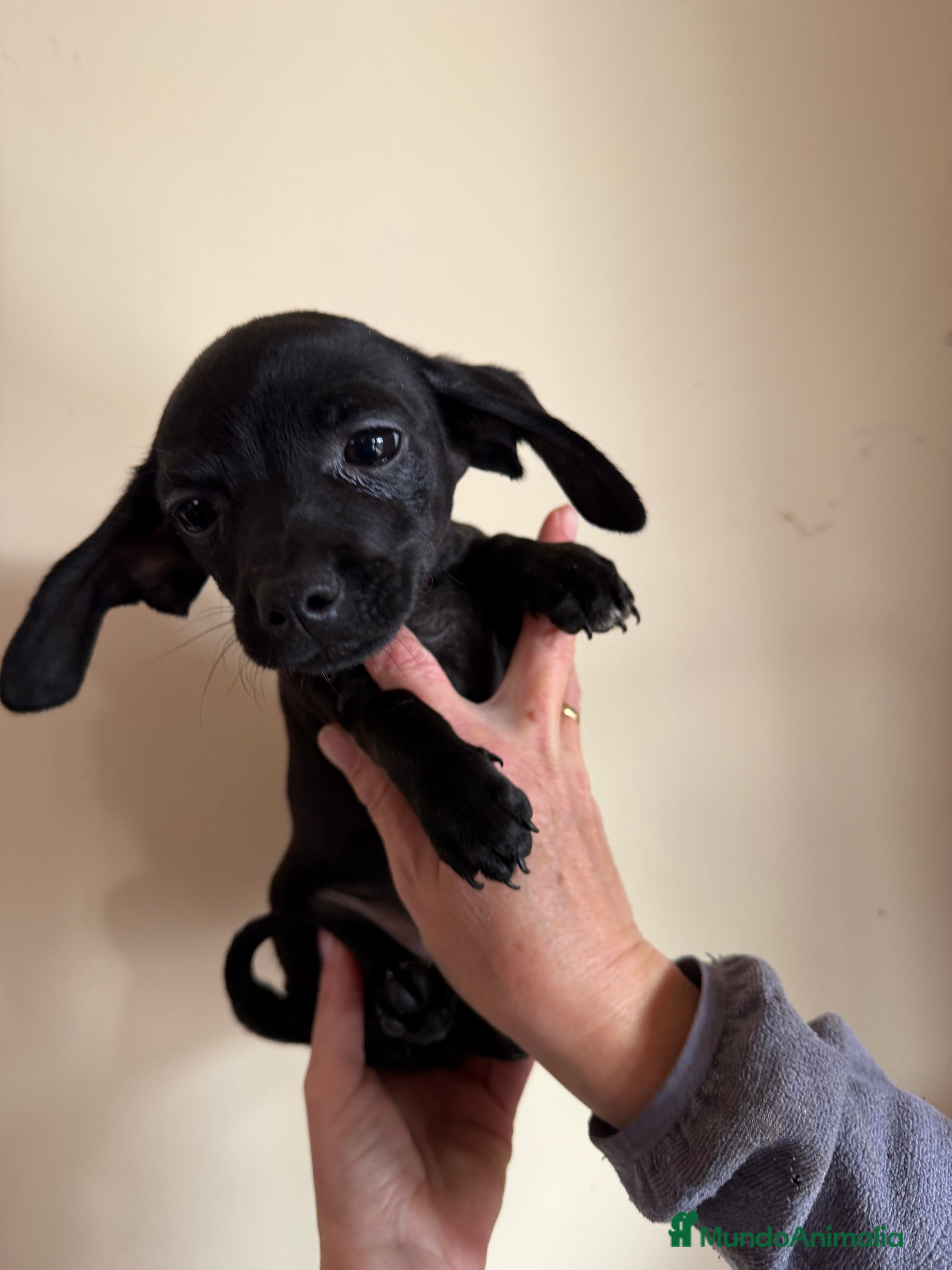 Raza Mixta perros Cachorrros mezcla de Chuguagua y Teckel  - Anuncio 2