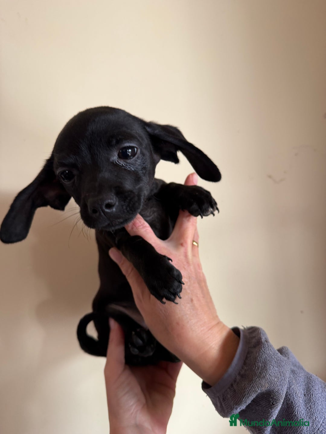 Raza Mixta perros en venta: Cachorrros mezcla de Chuguagua y Teckel  - Anuncio 4