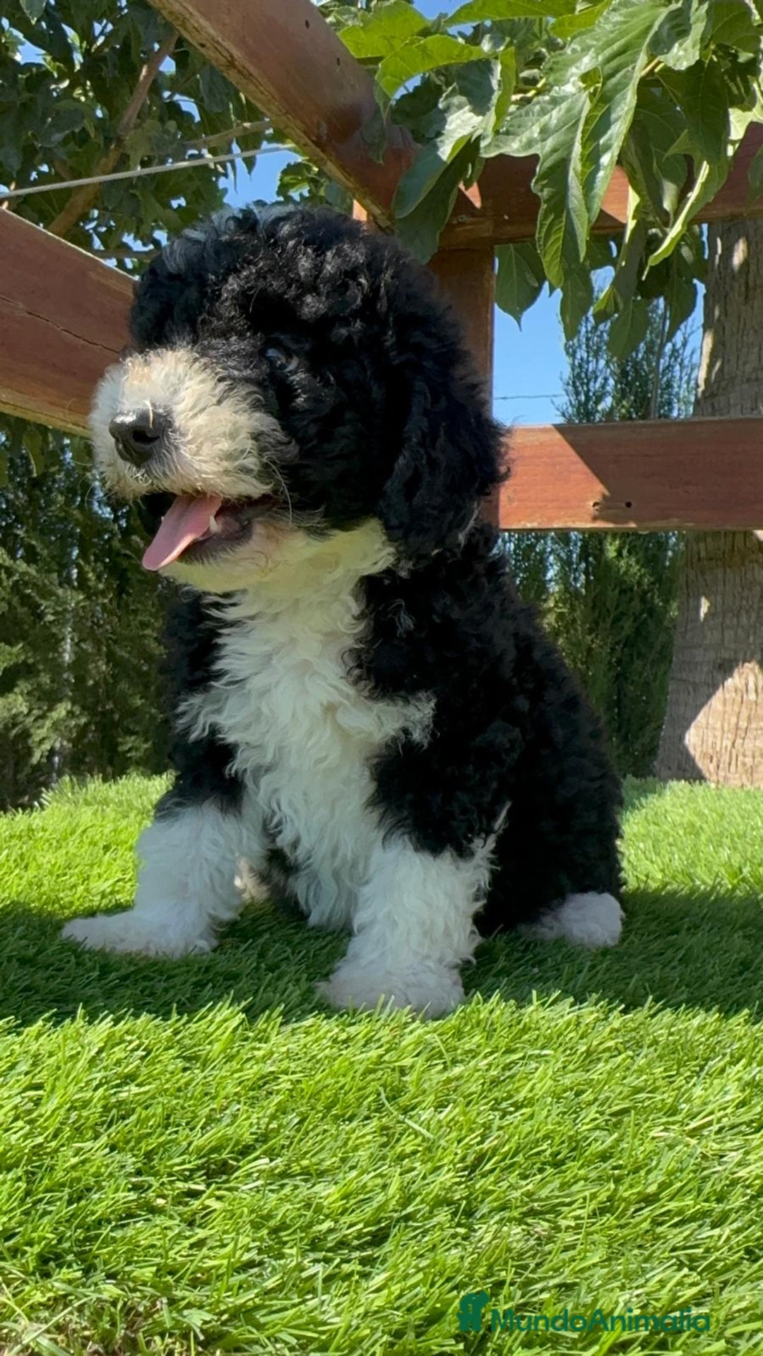 Perro de Agua Español perros en venta: PERRO DE AGUA MACHO - Imagen 24