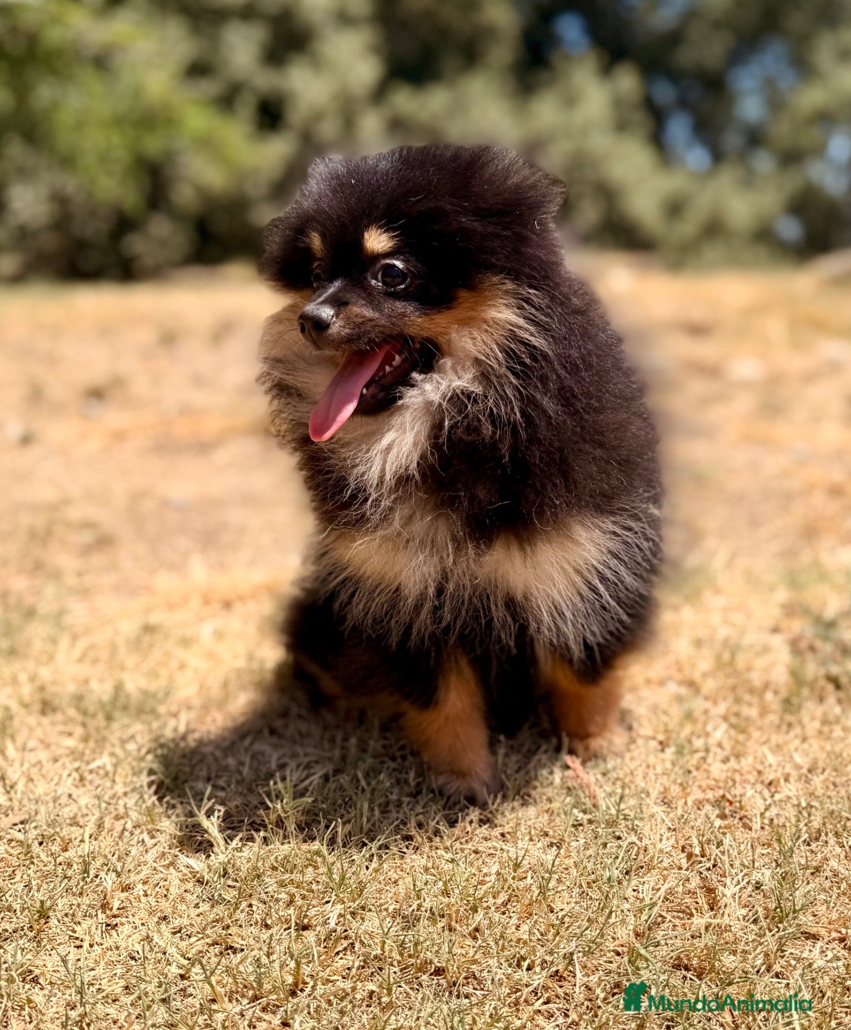 Pomerania perros ÚLTIMA HEMBRA POMERANIA BLACK AND TAN - Anuncio 2