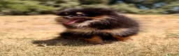 Pomerania perros en venta: ÚLTIMA HEMBRA POMERANIA BLACK AND TAN - Anuncio 1