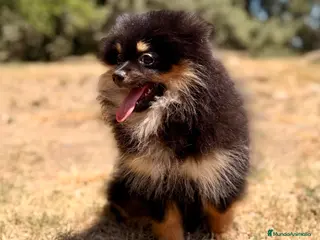 Pomerania perros ÚLTIMA HEMBRA POMERANIA BLACK AND TAN - Anuncio 14
