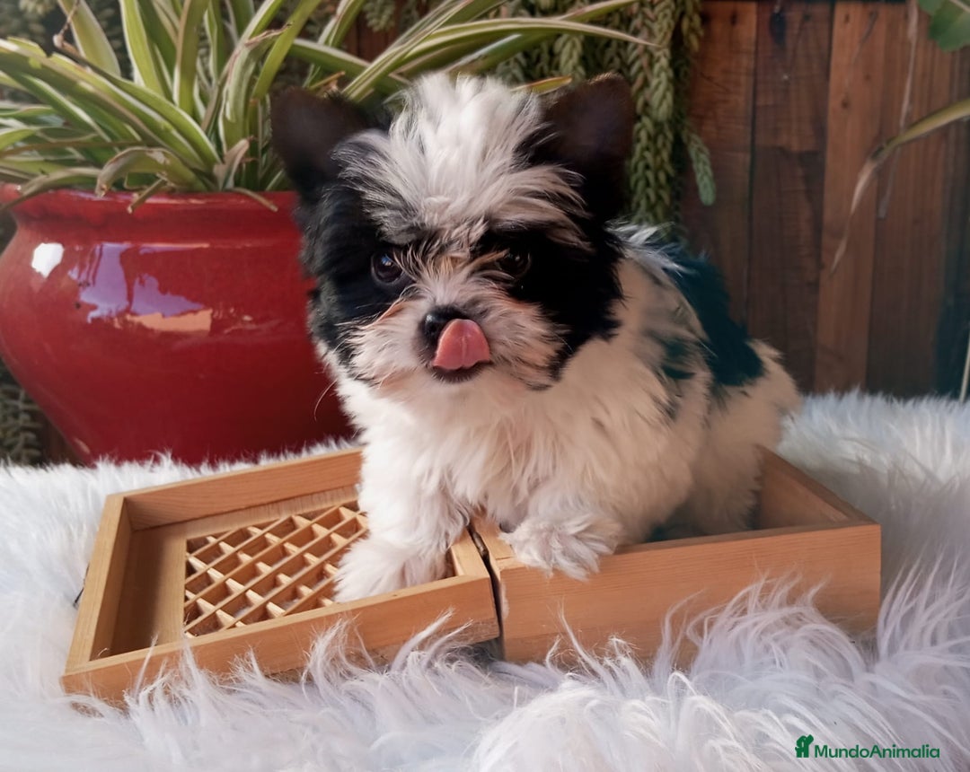 Biewer Yorkshire Terrier a la Pom Pon perros en venta: Hembrita yorkshire biewer micro/toy - Anuncio 1