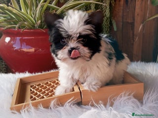 Biewer Yorkshire Terrier a la Pom Pon perros Hembrita yorkshire biewer micro/toy - Anuncio 1