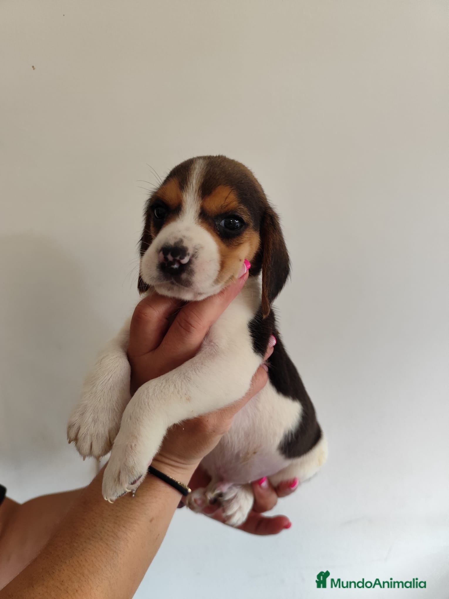 Beagle perros Beagle 641387649 - Anuncio 2