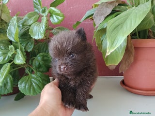Pomerania perros en Badajoz - Anuncio 25