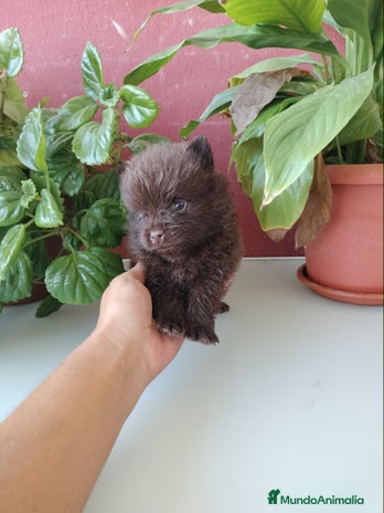 Pomerania perros Pomerania de Lulú en Badajoz - Anuncio 1