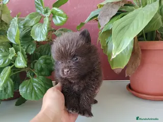 Pomerania perros Pomerania de Lulú en Badajoz - Anuncio 22