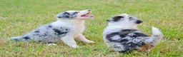 Border Collie perros en venta: camada de border collie  - Anuncio 29