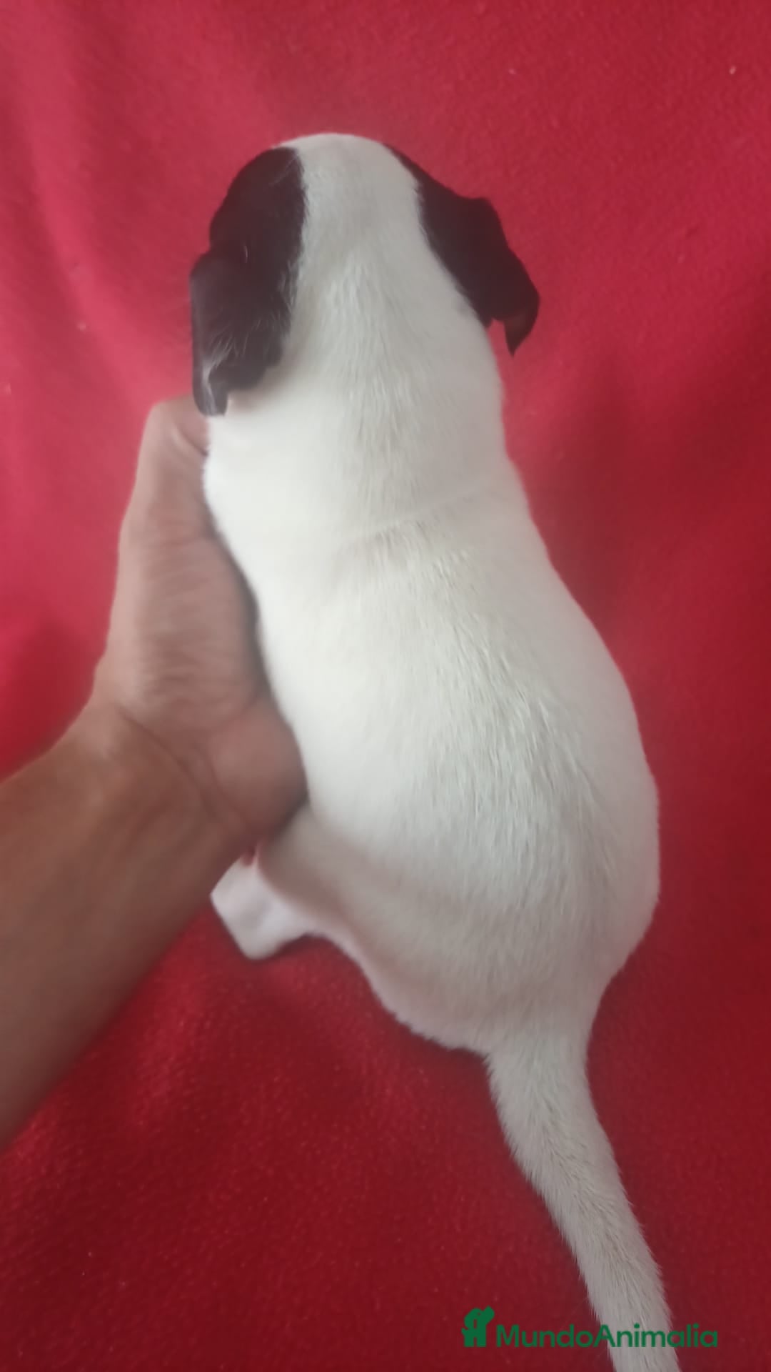 Ratonero Bodeguero Andaluz perros en venta: Bodeguero Andaluz  - Imagen 3