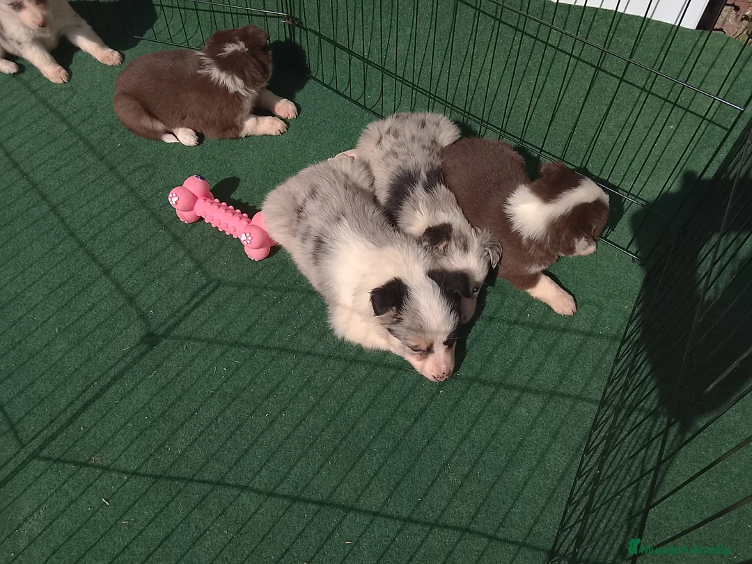 Border Collie perros en venta: Cacharros de border collie  - Anuncio 4