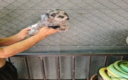 Teckel Miniatura perros en venta: Teckel macho mini arlequín  - Imagen 9