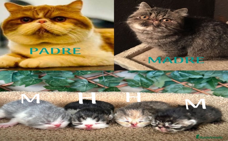 Persa gatos - Anuncio 11
