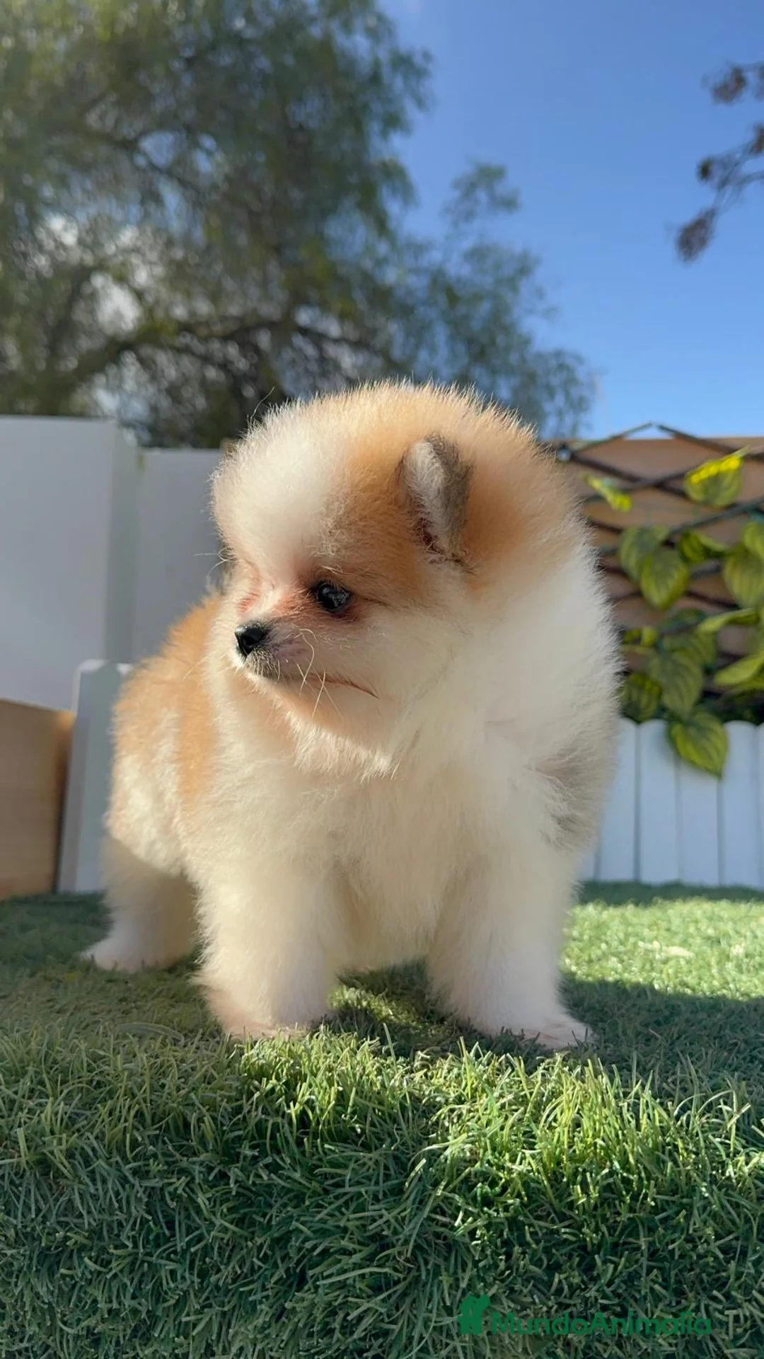 Pomerania perros en venta: POMERANIA MACHO - Anuncio 5