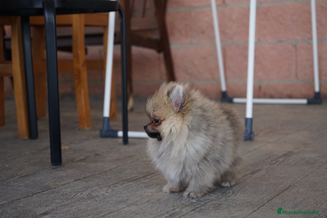 Pomerania perros en venta: 🧡 Cinco Pomerania, cinco personalidades únicas 🐾 - Imagen 9