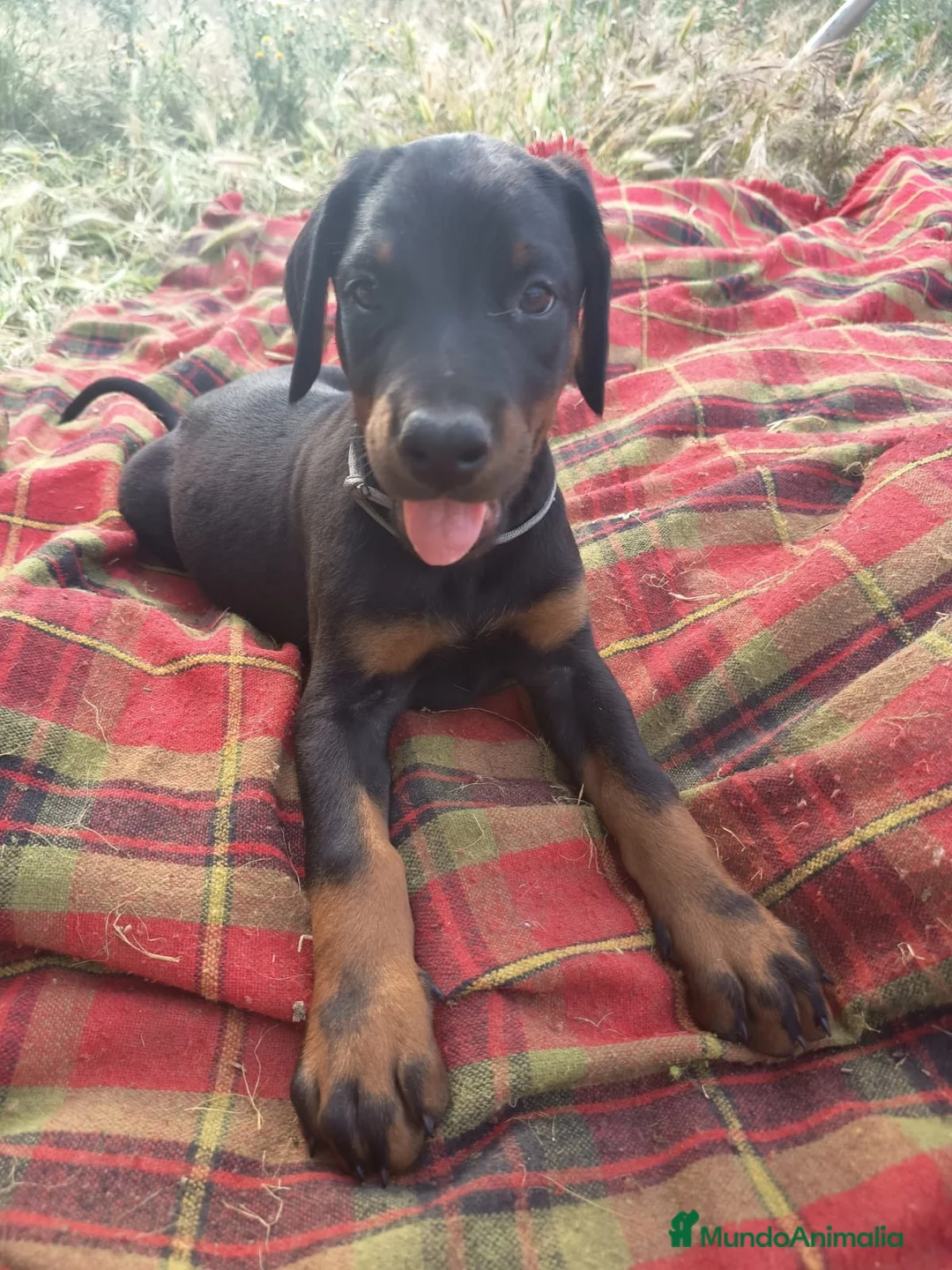 Dobermann perros en venta: Doberman  - Anuncio 1