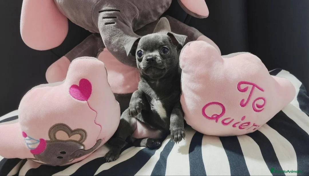 Chihuahua perros en venta: Parejita Chihuahua disponible - Anuncio 10