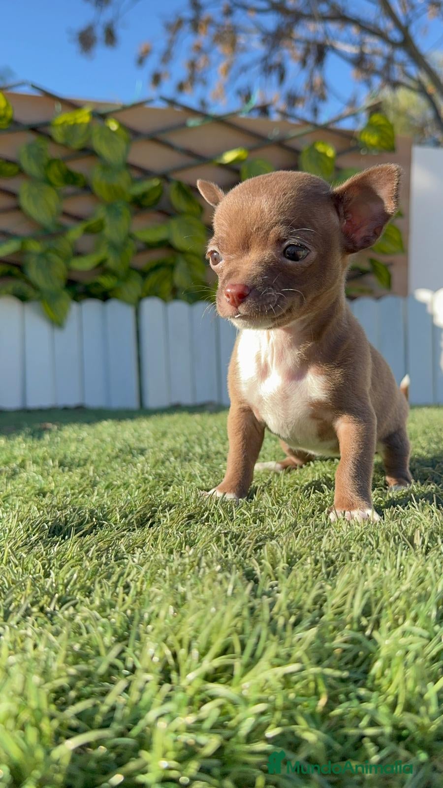 Chihuahua perros CHIHUAHUA HEMBRA - Anuncio 22