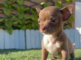 Chihuahua perros CHIHUAHUA HEMBRA - Anuncio 22