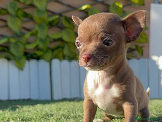 Chihuahua perros CHIHUAHUA HEMBRA - Anuncio 24