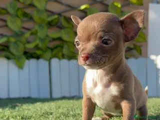 Chihuahua perros CHIHUAHUA HEMBRA - Anuncio 19