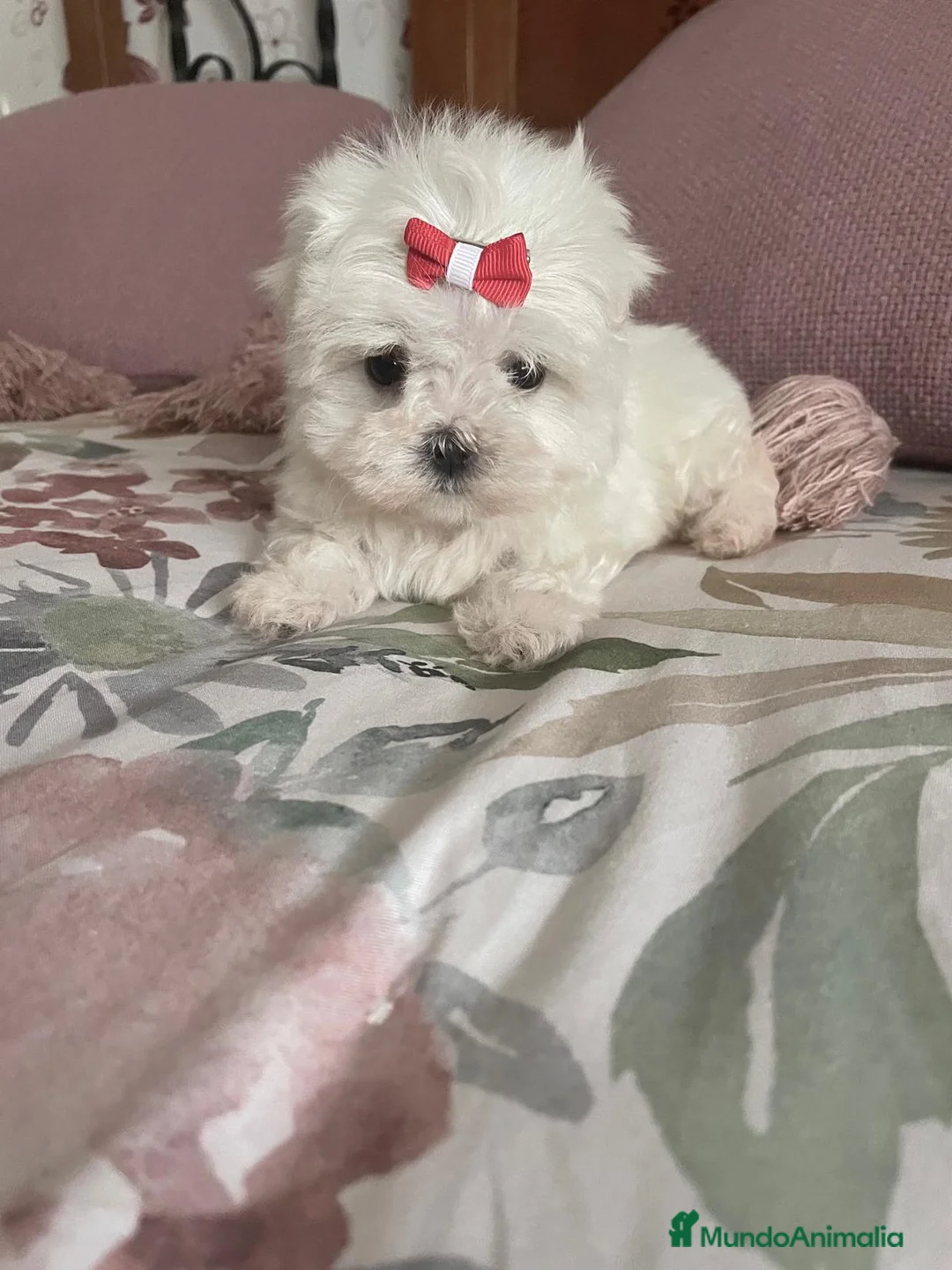 Bichón Maltés perros en venta: Bichon maltés  - Anuncio 2