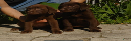 Labrador Retriever perros en venta: Labrador chocolate en Madrid - Anuncio 2