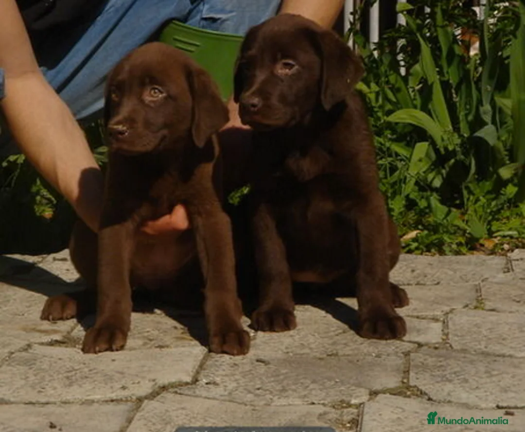 Labrador Retriever perros en venta: Labrador chocolate en Madrid - Anuncio 2