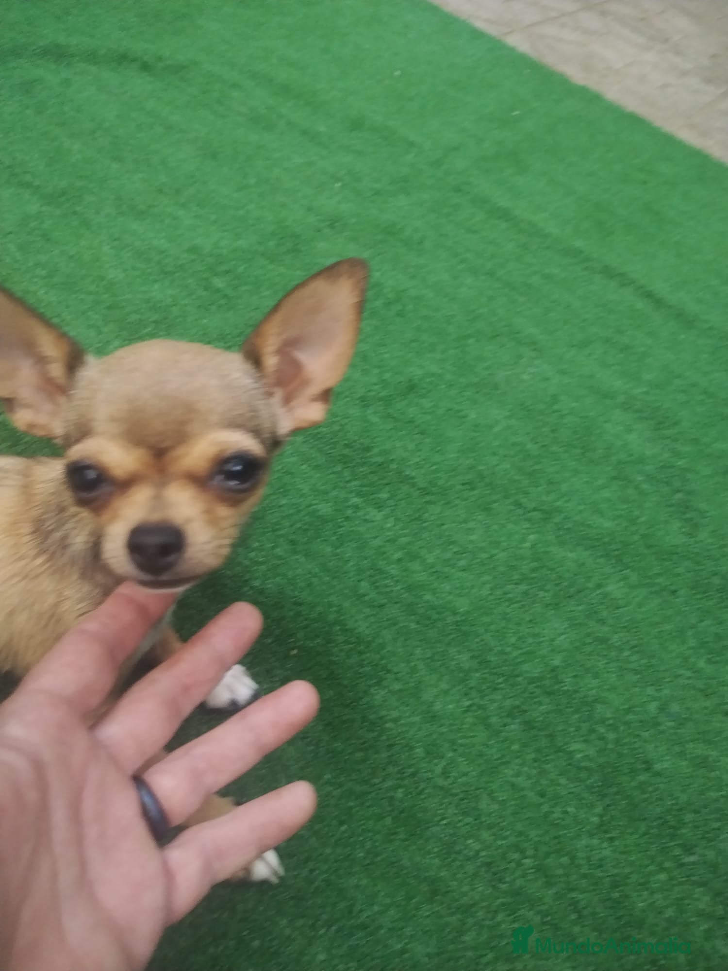 Chihuahua perros Chihuahua hembra crema  - Anuncio 4