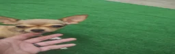 Chihuahua perros en venta: Chihuahua hembra crema  - Anuncio 1
