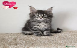 Maine Coon gatos en venta: Gatitos maine coon - Imagen 5