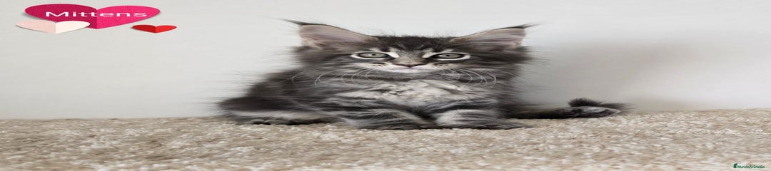 Mittens