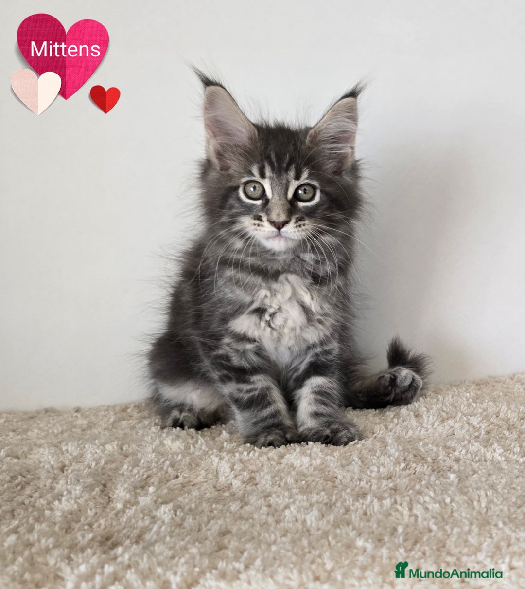 Maine Coon gatos en venta: Gatitos maine coon - Imagen 5