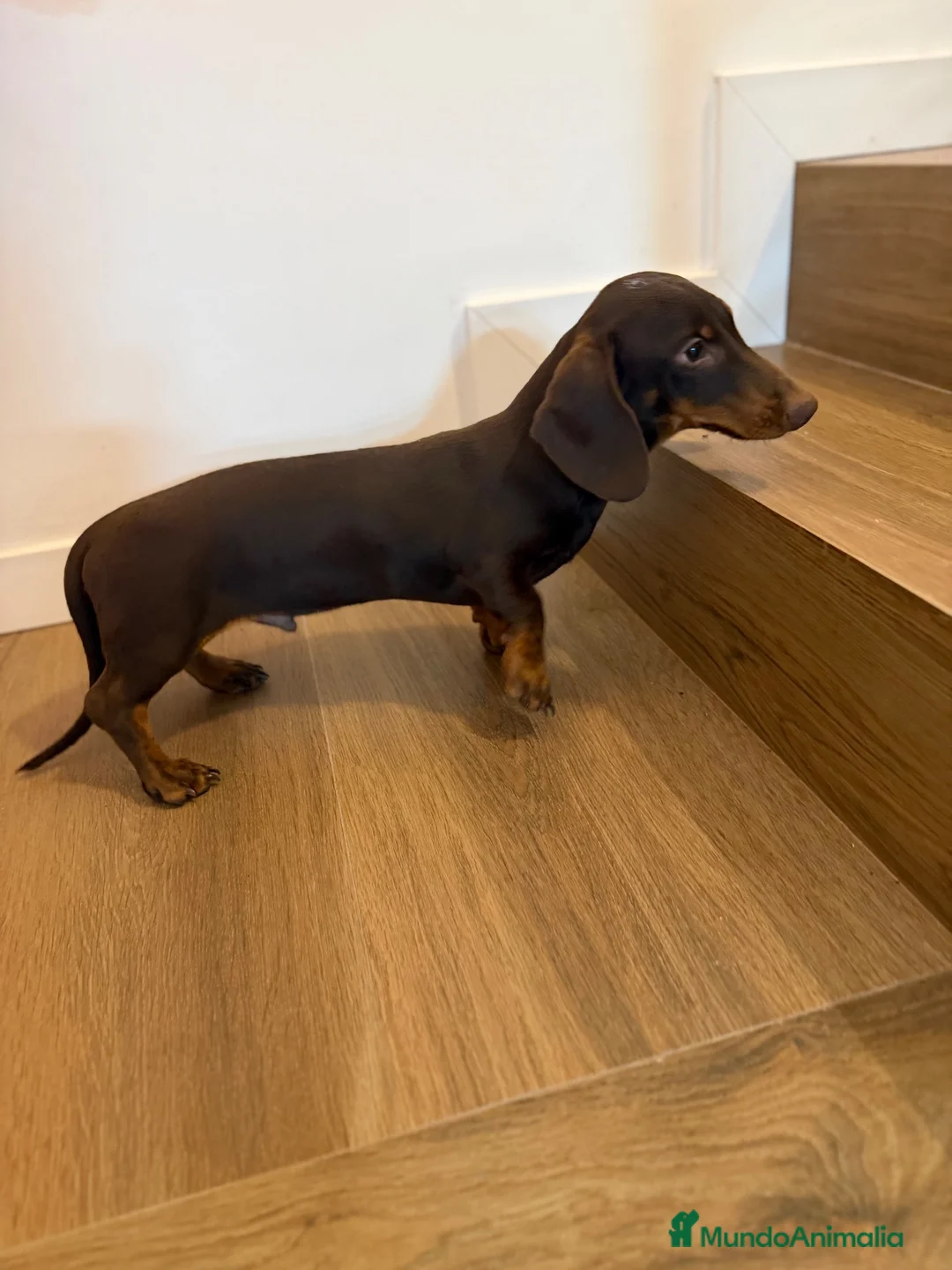 Teckel Miniatura perros en venta: Oportunidad Teckel  - Anuncio 5