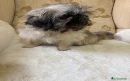 Pekinés perros en venta: Cachorros de Pekines Imperial hembras  - Imagen 28