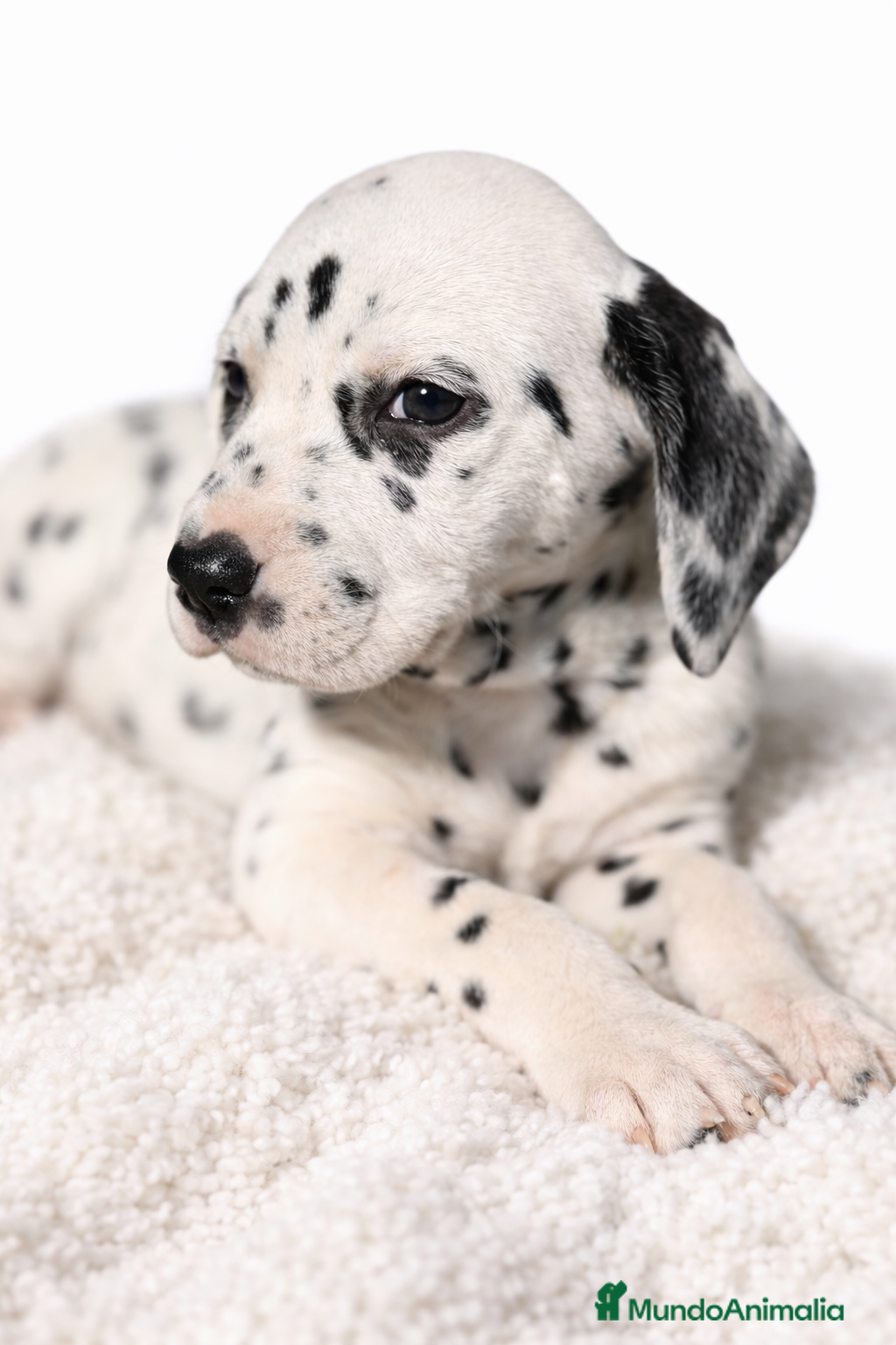 Dálmata perros Dálmata  - Anuncio 1