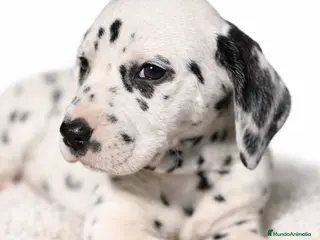 Dálmata perros Dálmata - Anuncio 28