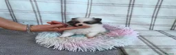 Pomerania perros en venta: POMERANIA HEMBRITA CHIQUITA  - Anuncio 2