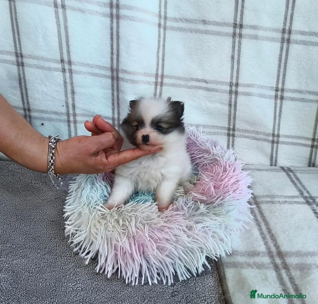 Pomerania perros en venta: POMERANIA HEMBRITA CHIQUITA  - Anuncio 2