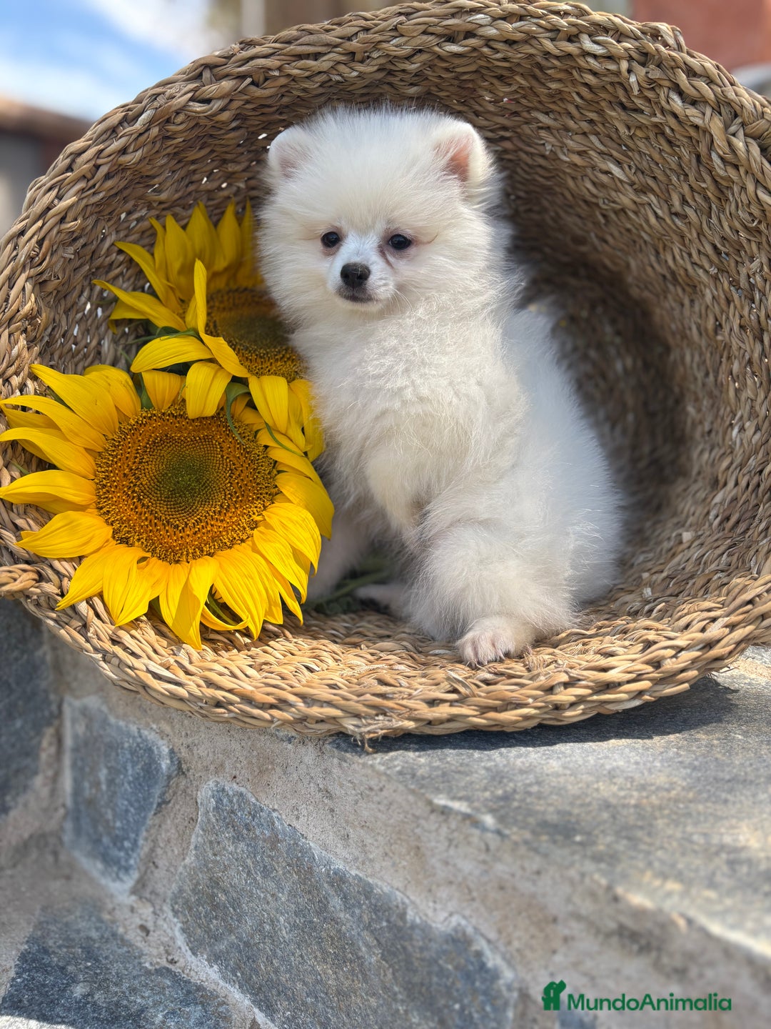 Pomerania perros en venta: Pomerania hembra blanca para entregar - Imagen 5