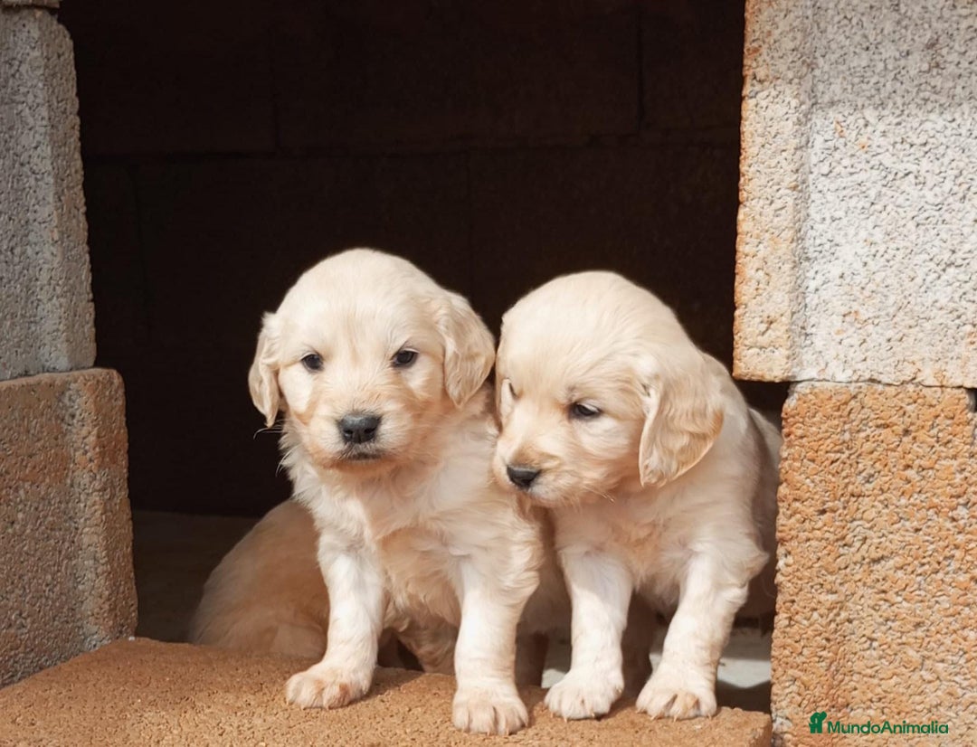 Golden Retriever perros en venta: Tiernos Golden Retriever  - Imagen 2