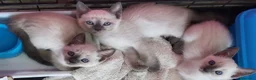 Siamés gatos en venta: Gatitos siamés  - Anuncio 3